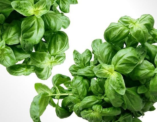 Albahaca