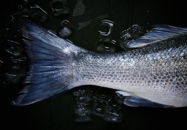 pescado