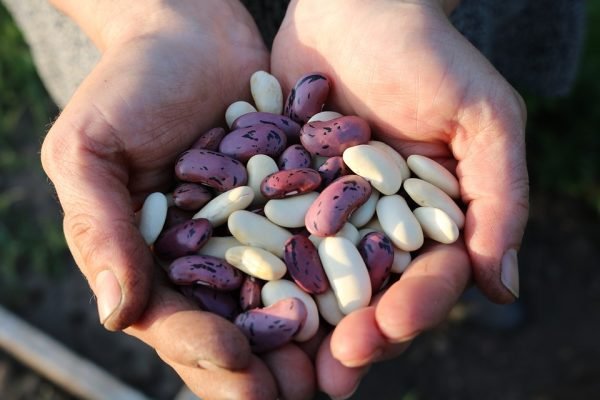 Alubias para hacer Alubias de Bañeza con Chipirones y Langostinos