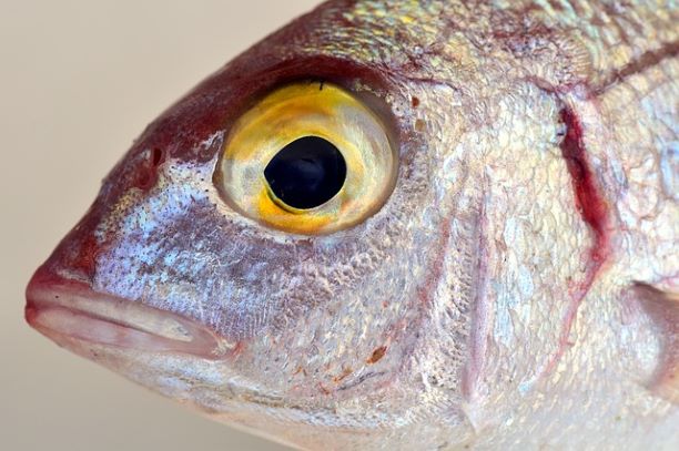 pez y El Mercurio en la Alimentación y su Toxicidad