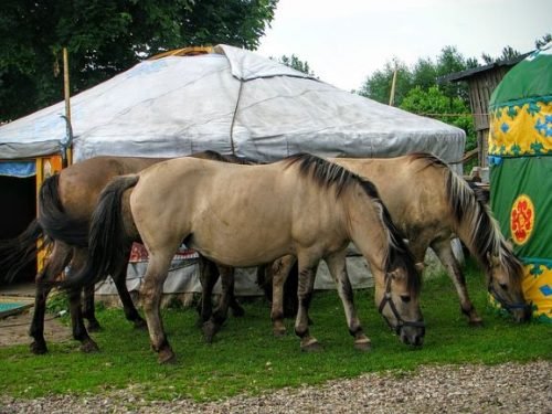 caballos origen del Tartar de Atún Rojo