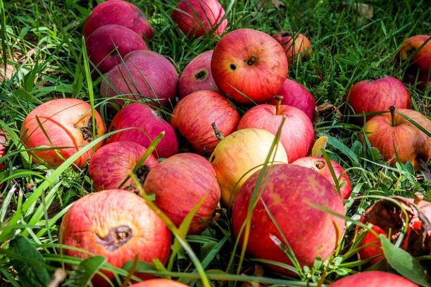 Manzanas y Listeriosis y Alimentación