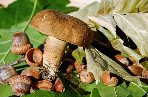 Setas Shiitake