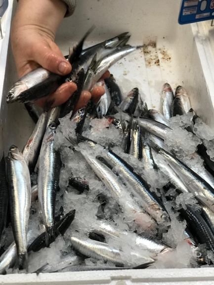 Boquerones