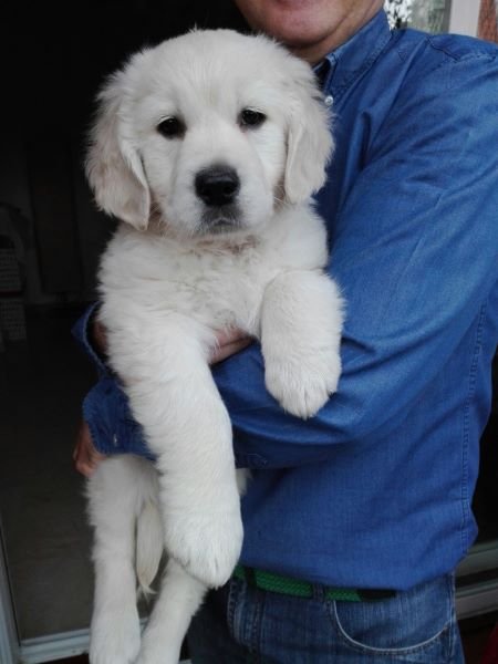 Xana come Delicias de Queso y Pollo