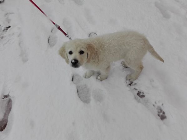 Xana come Delicias de Queso y Pollo