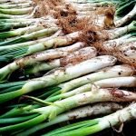 Calcots, para hacer Calcots en Salsa Romesco