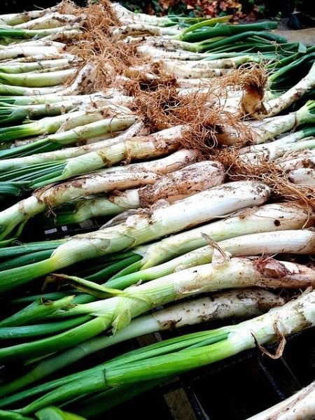 Calcots