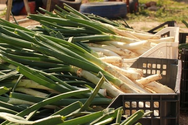 Calcots, para hacer Calcots en Salsa Romesco