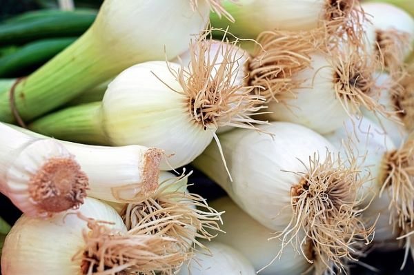 Cebolla