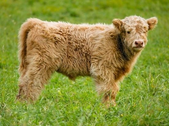 Ternero, para hacer Morcillo de Ternera en Salsa de Rioja