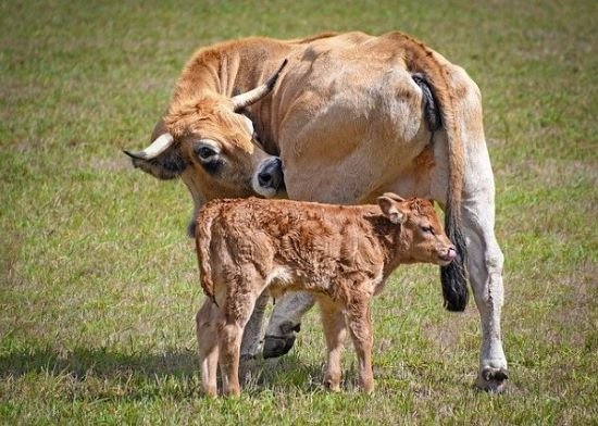 Vaca y Ternera