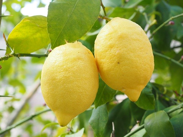 Limón para hacer Limonada Casera