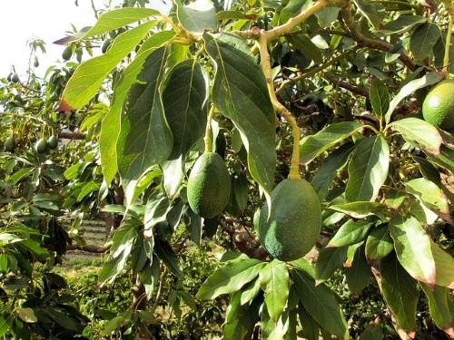 Aguacate para hacer Tosta de Aguacate y Salmón