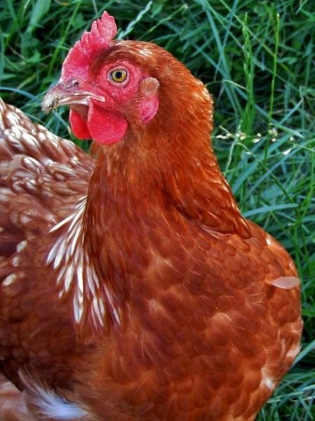 Gallina Marrón