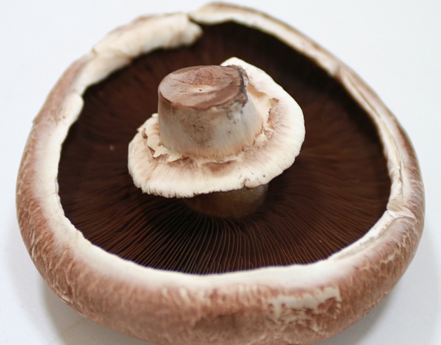 Champiñon Portobello