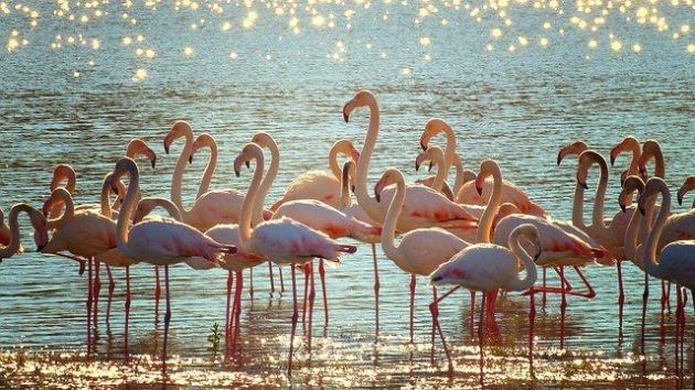 Flamencos