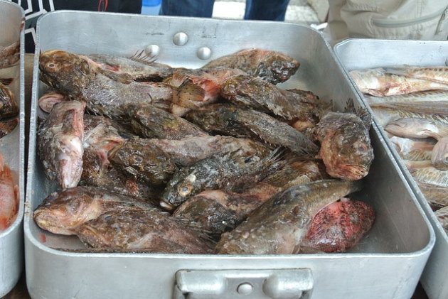 Pescado Roca Pescado Roca