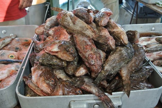 Pescado de Roca, para hacer el Caldero del Mar Menor