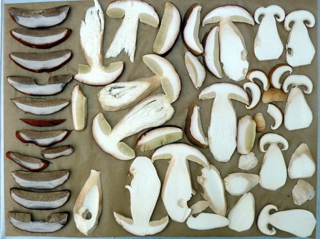 Seta Boletus