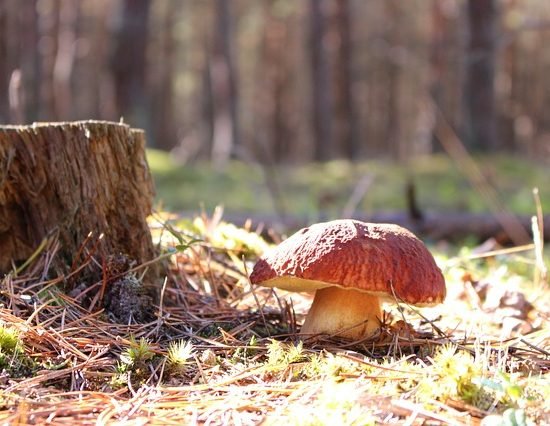 Seta Boletus