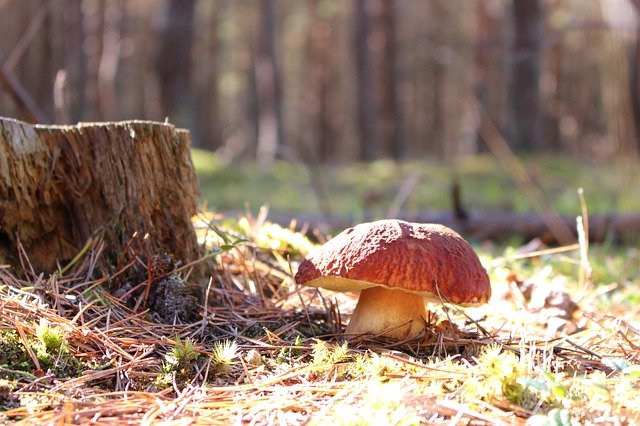 Seta Boletus
