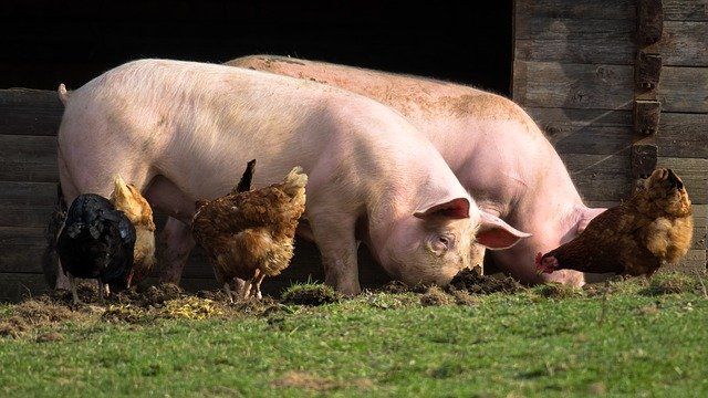 Cerdos para hacer Solomillo de Cerdo con Manzana
