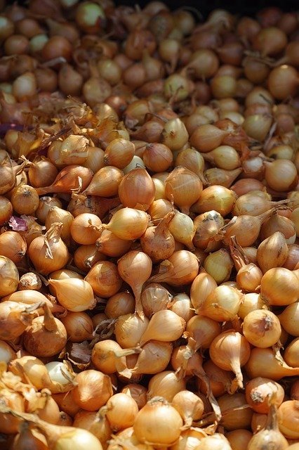 Cebolla