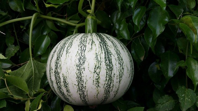 Calabaza confitera para hacer Lacitos de Hojaldre con Cabello de Ángel