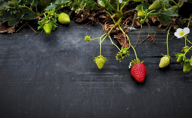 Fresas para hacer nuestra mermelada de fresas
