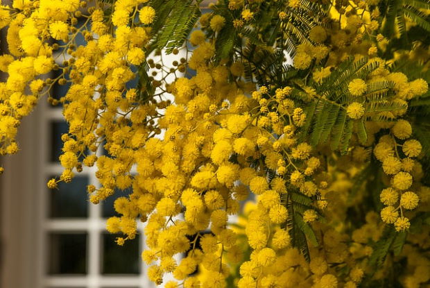 Flores de la Mimosa de conde viene el nombre del Cóctel Mimosa