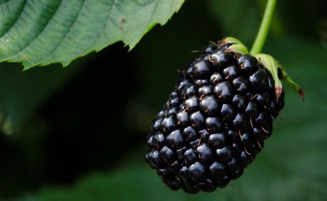 Moras para hacer mermelada de moras