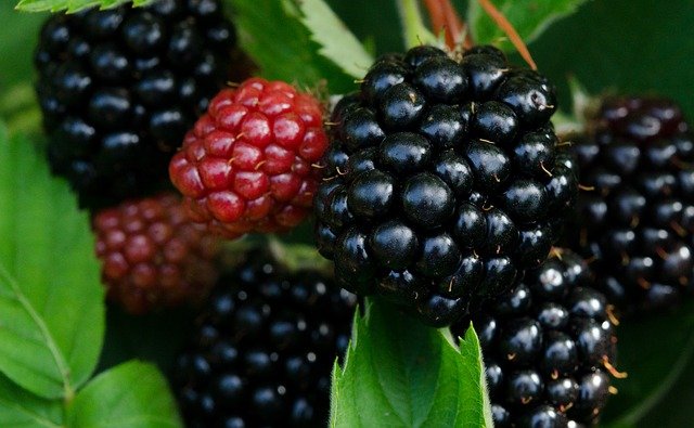 Moras para hacer mermelada de moras