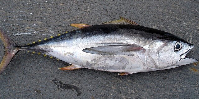Bonito, para hacer Bonito del Norte en Escabeche