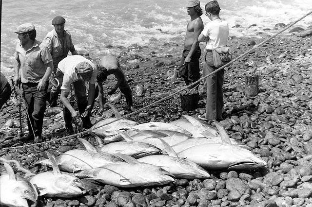 Bonito para hacer Bonito del Norte en Escabeche