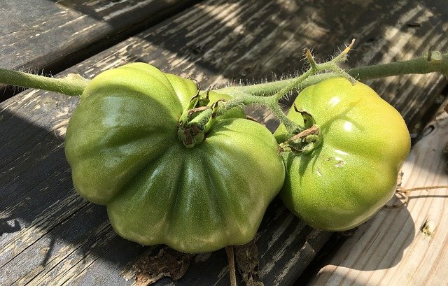 Tomates Verdes, para hacer la receta de los Tomates Verdes Fritos