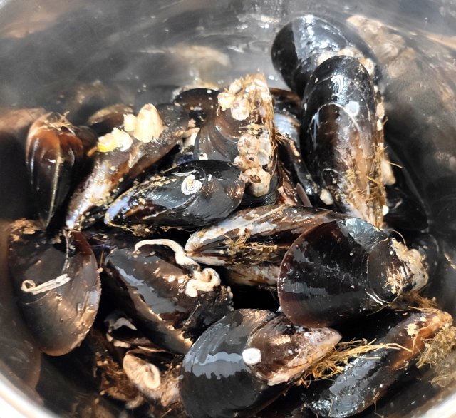 Mejillones