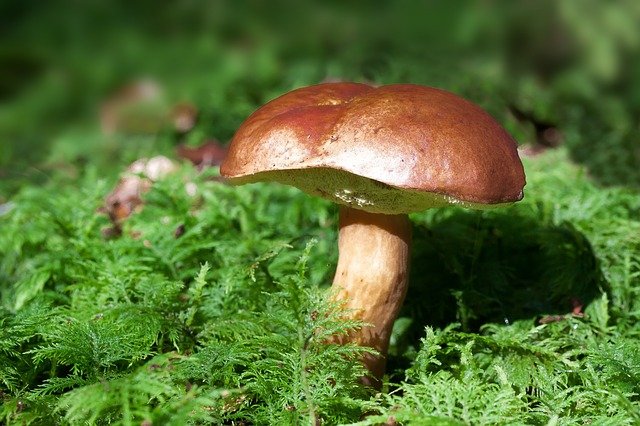 Setas Boletus