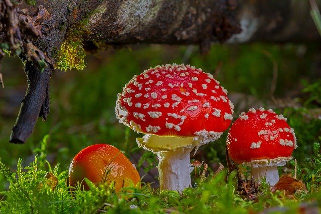 Seta Amanita Venenosa