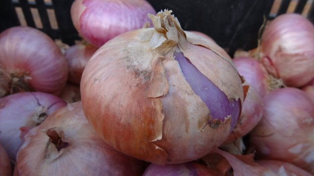 Cebolla Figueras, uno de los Tipos de Cebollas y sus Usos
