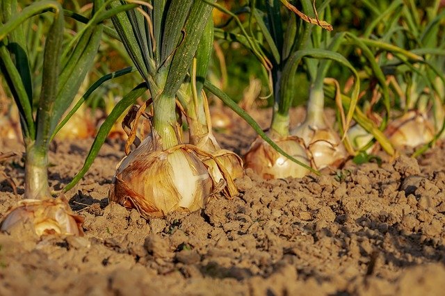 Cultivo Cebollas, para Tipos de Cebollas y sus Usos