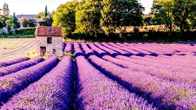 Lavanda, para hacer Semifrío de Arce y Lavanda