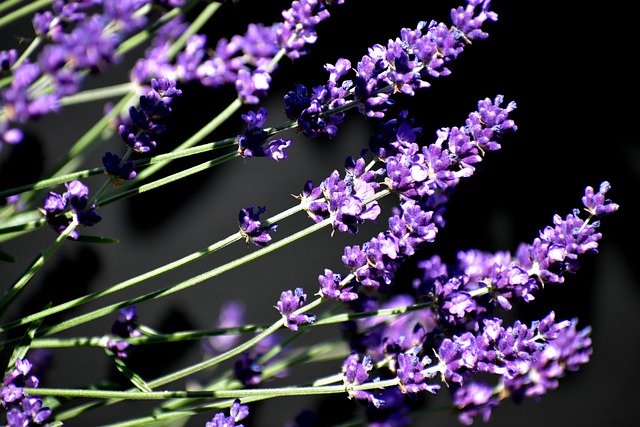 Flores de Lavanda