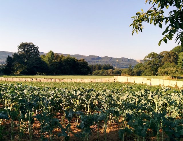 Campos de cultivo berza, para hacer la receta de Pote Gallego