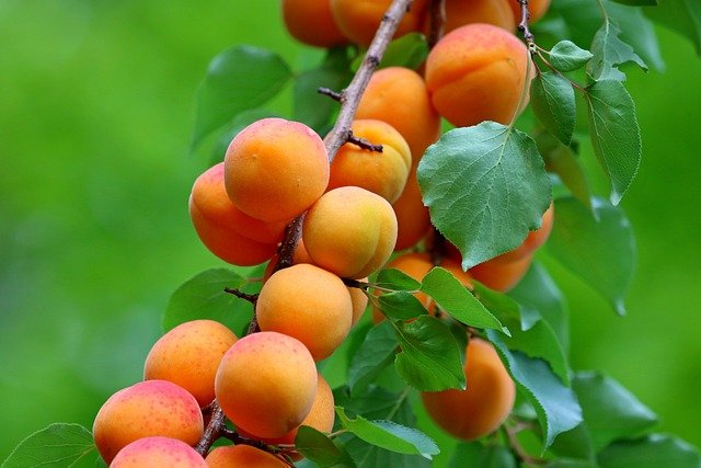 Albaricoques en el Árbol