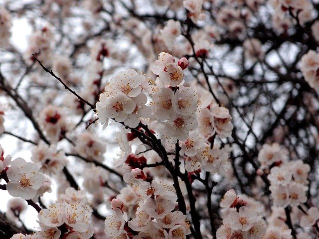 Albaricoque en Flor