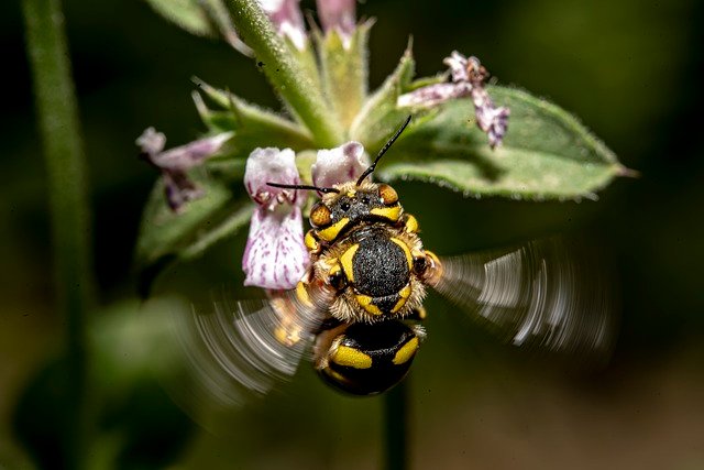 Abejas, origen de la Receta de Alubias Blancas con Setas y Butifarra