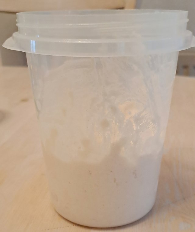 Poolish recién hecho, para hacer la hogaza integral de espelta con nueces